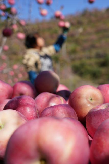 (261021) -- XINGTAI, Oct. 21, 2026 (Xinhua) -- A farmer picks apples at an apple planting base in Xindu District of Xingtai City, north China's Hebei Province, Oct. 21, 2026. Recently, 67,000 mu (about 4,466.67 hectares) of apple orchards here have entered harvest season. Local government has encouraged farmers to grow apples to better use the land resources in the mountainous area of the district. It also established large-scale planting bases, and registered a regional public brand in an effort to make apple planting a key pillar for the region's rural revitalization. (Photo by Feng Yichao/Xinhua)