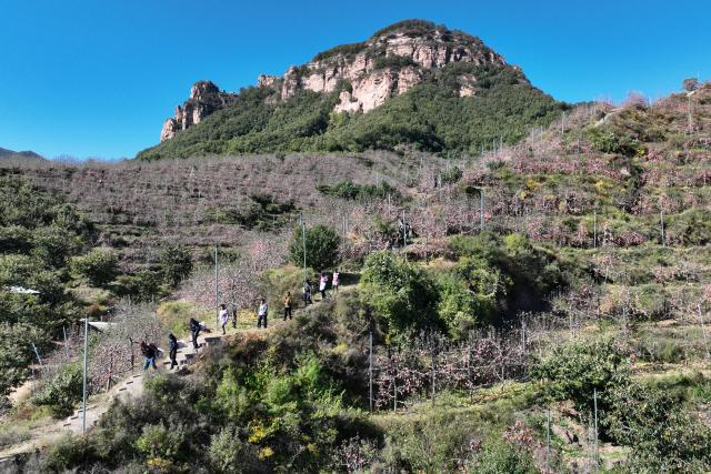 (261021) -- XINGTAI, Oct. 21, 2026 (Xinhua) -- A drone photo taken on Oct. 21, 2026 shows farmers transferring freshly picked apples at an apple planting base in Xindu District of Xingtai City, north China's Hebei Province. Recently, 67,000 mu (about 4,466.67 hectares) of apple orchards here have entered harvest season. Local government has encouraged farmers to grow apples to better use the land resources in the mountainous area of the district. It also established large-scale planting bases, and registered a regional public brand in an effort to make apple planting a key pillar for the region's rural revitalization. (Photo by Feng Yichao/Xinhua)