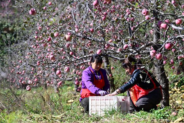 (261021) -- XINGTAI, Oct. 21, 2026 (Xinhua) -- Farmers pick apples at an apple planting base in Xindu District of Xingtai City, north China's Hebei Province, Oct. 21, 2026. Recently, 67,000 mu (about 4,466.67 hectares) of apple orchards here have entered harvest season. Local government has encouraged farmers to grow apples to better use the land resources in the mountainous area of the district. It also established large-scale planting bases, and registered a regional public brand in an effort to make apple planting a key pillar for the region's rural revitalization. (Photo by Feng Yichao/Xinhua)