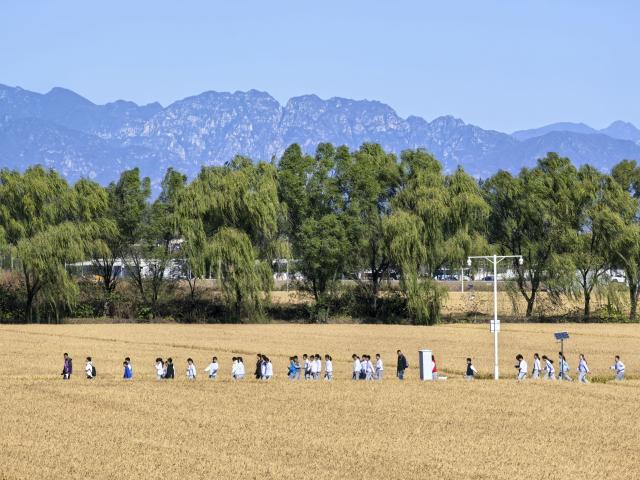 (261021) -- BEIJING, Oct. 21, 2026 (Xinhua) -- Children take part in a study tour in a rice field in Shangzhuang Town of Haidian District in Beijing, capital of China, Oct. 21, 2026. (Xinhua/Xing Guangli)