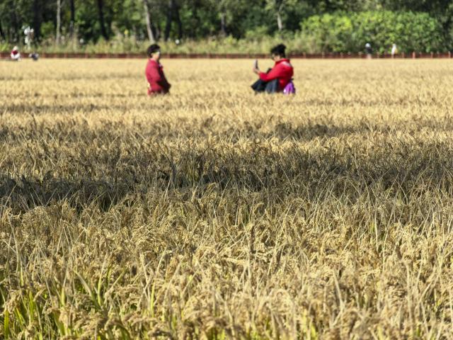 (261021) -- BEIJING, Oct. 21, 2026 (Xinhua) -- Tourists visit a rice field in Shangzhuang Town of Haidian District in Beijing, capital of China, Oct. 21, 2026. (Xinhua/Xing Guangli)