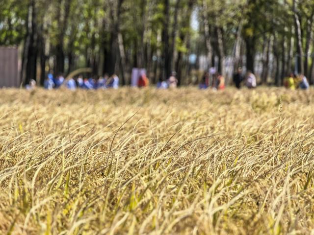 (261021) -- BEIJING, Oct. 21, 2026 (Xinhua) -- This photo taken on Oct. 21, 2026 shows a rice field in Shangzhuang Town of Haidian District in Beijing, capital of China. (Xinhua/Xing Guangli)