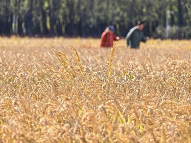 (261021) -- BEIJING, Oct. 21, 2026 (Xinhua) -- Tourists visit a rice field in Shangzhuang Town of Haidian District in Beijing, capital of China, Oct. 21, 2026. (Xinhua/Xing Guangli)
