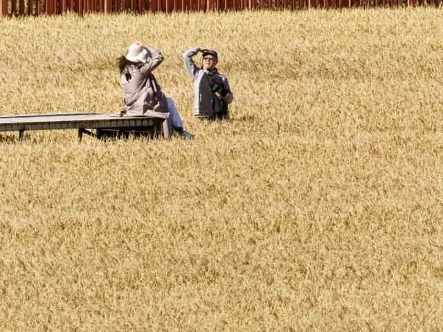 (261021) -- BEIJING, Oct. 21, 2026 (Xinhua) -- Tourists visit a rice field in Shangzhuang Town of Haidian District in Beijing, capital of China, Oct. 21, 2026. (Xinhua/Xing Guangli)