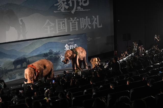 (261021) -- BEIJING, Oct. 21, 2026 (Xinhua) -- Elephant-shaped installations are displayed during the premiere in Beijing, capital of China, Oct. 21, 2026. The premiere of the documentary film "The Elephant Odyssey", which follows the improbable journey of the wandering Asian elephants in southwest China's Yunnan Province that captivated viewers around the world, was held in Beijing on Wednesday. 
In March 2020, the elephants left a forest nature reserve in Xishuangbanna Dai Autonomous Prefecture, Yunnan Province, and trekked about 500 km northwards to the provincial capital Kunming, arriving in June 2021. They have since headed south again, arriving safely back at the nature reserve.
The film is a collaborative effort between film institutions from China, Canada and Singapore, representing a valuable attempt to tell the story of China's ecological conservation. (Xinhua/Jin Liangkuai)