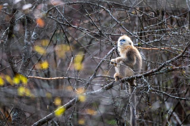 (261021) -- SHENNONGJIA, Oct. 21, 2026 (Xinhua) -- This photo taken on Oct. 21, 2026 shows a golden snub-nosed monkey at the Dalongtan Golden Monkey Research Center in Shennongjia National Park under the Shennongjia Forestry District, central China's Hubei Province. (Xinhua/Du Zixuan)