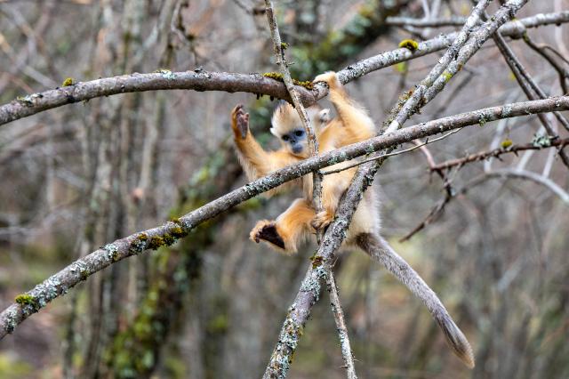 (261021) -- SHENNONGJIA, Oct. 21, 2026 (Xinhua) -- This photo taken on Oct. 21, 2026 shows a golden snub-nosed monkey at the Dalongtan Golden Monkey Research Center in Shennongjia National Park under the Shennongjia Forestry District, central China's Hubei Province. (Xinhua/Du Zixuan)