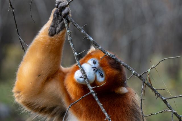 (261021) -- SHENNONGJIA, Oct. 21, 2026 (Xinhua) -- This photo taken on Oct. 21, 2026 shows a golden snub-nosed monkey at the Dalongtan Golden Monkey Research Center in Shennongjia National Park under the Shennongjia Forestry District, central China's Hubei Province. (Xinhua/Du Zixuan)