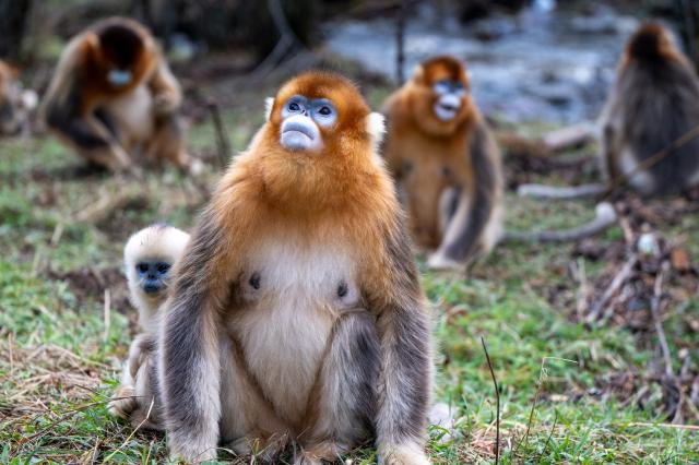 (261021) -- SHENNONGJIA, Oct. 21, 2026 (Xinhua) -- This photo taken on Oct. 21, 2026 shows golden snub-nosed monkeys at the Dalongtan Golden Monkey Research Center in Shennongjia National Park under the Shennongjia Forestry District, central China's Hubei Province. (Xinhua/Du Zixuan)