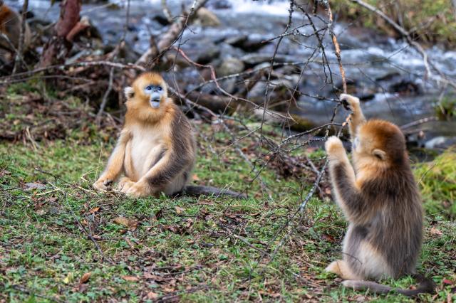 (261021) -- SHENNONGJIA, Oct. 21, 2026 (Xinhua) -- This photo taken on Oct. 21, 2026 shows golden snub-nosed monkeys at the Dalongtan Golden Monkey Research Center in Shennongjia National Park under the Shennongjia Forestry District, central China's Hubei Province. (Xinhua/Du Zixuan)