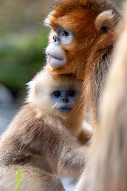 (261021) -- SHENNONGJIA, Oct. 21, 2026 (Xinhua) -- This photo taken on Oct. 21, 2026 shows a golden snub-nosed monkey and a baby monkey at the Dalongtan Golden Monkey Research Center in Shennongjia National Park under the Shennongjia Forestry District, central China's Hubei Province. (Xinhua/Du Zixuan)
