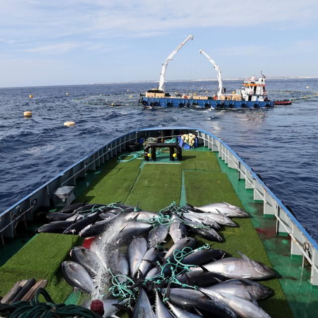 (261021) -- VALLETTA, Oct. 21, 2026 (Xinhua) -- A transport vessel takes Bluefin tuna from a fishing farm to Ocean Star, an ultra-low temperature processing and transportation vessel of China on the Mediterranean sea east of Malta, Oct. 9, 2026. Fishery cooperation between China and Malta has delivered win-win results, Maltese Minister for Agriculture, Fisheries and Food Supply Anton Refalo has said. (Xinhua/Li Jing)