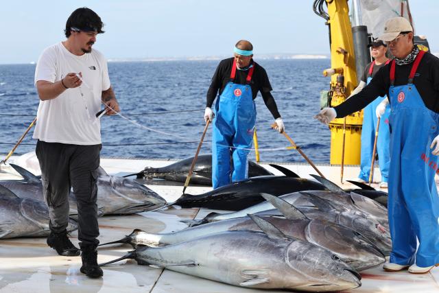 (261021) -- VALLETTA, Oct. 21, 2026 (Xinhua) -- An observer (L) of International Commission for the Conservation of Atlantic Tunas (ICCAT) measures Bluefin tuna on Ocean Star, an ultra-low temperature processing and transportation vessel of China on the Mediterranean sea east of Malta, Oct. 9, 2026. Fishery cooperation between China and Malta has delivered win-win results, Maltese Minister for Agriculture, Fisheries and Food Supply Anton Refalo has said. (Xinhua/Li Jing)