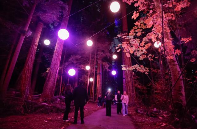 (261022) -- VANCOUVER, Oct. 22, 2026 (Xinhua) -- Visitors view illuminated installations during a preview of Astra Lumina at Stanley Park in Vancouver, British Columbia, Canada, on Oct. 21, 2026. Astra Lumina, an immersive outdoor night walk, will make its Canadian debut at Stanley Park on Thursday. The approximately 1.6-kilometer trail features nine themed zones where colorful light installations, projections and soundscapes transform the forest into a star-inspired nighttime experience. 
   The event runs from Oct. 22 to Dec. 31. (Photo by Liang Sen/Xinhua)