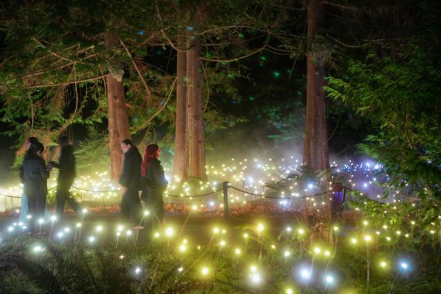 (261022) -- VANCOUVER, Oct. 22, 2026 (Xinhua) -- Visitors view illuminated installations during a preview of Astra Lumina at Stanley Park in Vancouver, British Columbia, Canada, on Oct. 21, 2026. Astra Lumina, an immersive outdoor night walk, will make its Canadian debut at Stanley Park on Thursday. The approximately 1.6-kilometer trail features nine themed zones where colorful light installations, projections and soundscapes transform the forest into a star-inspired nighttime experience. 
   The event runs from Oct. 22 to Dec. 31. (Photo by Liang Sen/Xinhua)