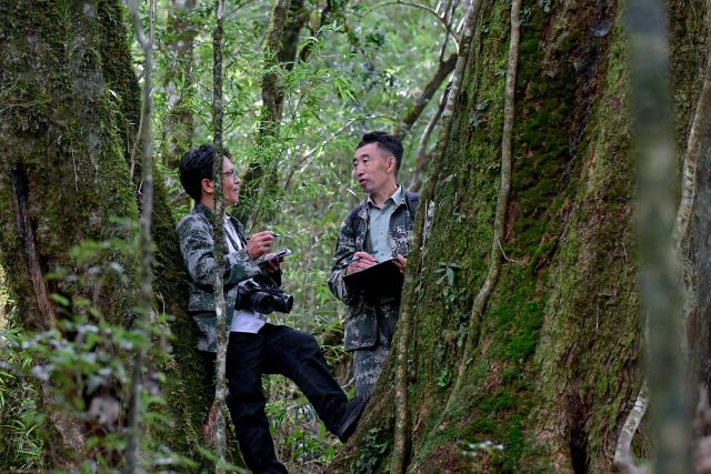(261022) -- KUNMING, Oct. 22, 2026 (Xinhua) -- Forest rangers track traces and record locations of the western black crested gibbons in the Wuliang Mountain National Nature Reserve in southwest China's Yunnan Province, Oct. 21, 2026. The Wuliang and Ailao Mountains area of Yunnan is an important habitat for the western black crested gibbon, a critically endangered gibbon species under first-class national protection in China. Local authorities have kept strengthening the ecological conservation and restoration and enhancing habitat management, patrolling and monitoring to build a solid safeguard for the western black crested gibbons to breed and thrive. (Photo by Shi Zhihong/Xinhua)