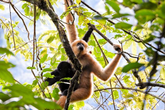 (261022) -- KUNMING, Oct. 22, 2026 (Xinhua) -- Western black crested gibbons are seen in the Wuliang Mountain National Nature Reserve in southwest China's Yunnan Province, Oct. 18, 2026. The Wuliang and Ailao Mountains area of Yunnan is an important habitat for the western black crested gibbon, a critically endangered gibbon species under first-class national protection in China. Local authorities have kept strengthening the ecological conservation and restoration and enhancing habitat management, patrolling and monitoring to build a solid safeguard for the western black crested gibbons to breed and thrive. (Photo by Shi Zhihong/Xinhua)
