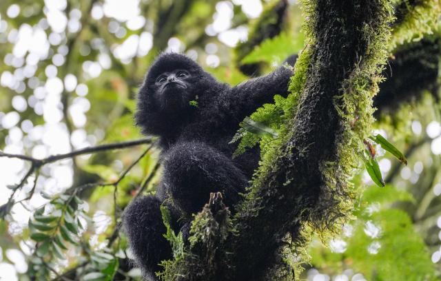 (261022) -- KUNMING, Oct. 22, 2026 (Xinhua) -- A western black crested gibbon is seen on a tree in the Ailao Mountain in Zhenyuan Yi and Hani and Lahu Autonomous County of Pu'er City, southwest China's Yunnan Province, Oct. 21, 2026. The Wuliang and Ailao Mountains area of Yunnan is an important habitat for the western black crested gibbon, a critically endangered gibbon species under first-class national protection in China. Local authorities have kept strengthening the ecological conservation and restoration and enhancing habitat management, patrolling and monitoring to build a solid safeguard for the western black crested gibbons to breed and thrive. (Photo by Wang Yangjing/Xinhua)