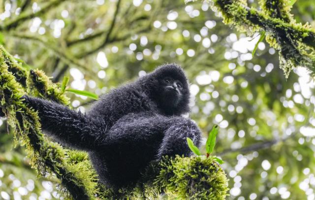 (261022) -- KUNMING, Oct. 22, 2026 (Xinhua) -- A western black crested gibbon is seen on a tree in the Ailao Mountain in Zhenyuan Yi and Hani and Lahu Autonomous County of Pu'er City, southwest China's Yunnan Province, Oct. 21, 2026. The Wuliang and Ailao Mountains area of Yunnan is an important habitat for the western black crested gibbon, a critically endangered gibbon species under first-class national protection in China. Local authorities have kept strengthening the ecological conservation and restoration and enhancing habitat management, patrolling and monitoring to build a solid safeguard for the western black crested gibbons to breed and thrive. (Photo by Wang Yangjing/Xinhua)