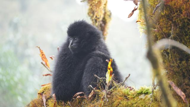 (261022) -- KUNMING, Oct. 22, 2026 (Xinhua) -- A western black crested gibbon is seen on a tree in the Ailao Mountain in Zhenyuan Yi and Hani and Lahu Autonomous County of Pu'er City, southwest China's Yunnan Province, Oct. 21, 2026. The Wuliang and Ailao Mountains area of Yunnan is an important habitat for the western black crested gibbon, a critically endangered gibbon species under first-class national protection in China. Local authorities have kept strengthening the ecological conservation and restoration and enhancing habitat management, patrolling and monitoring to build a solid safeguard for the western black crested gibbons to breed and thrive. (Photo by Wang Yangjing/Xinhua)