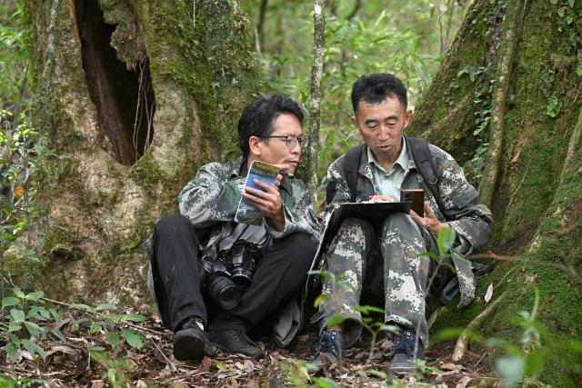 (261022) -- KUNMING, Oct. 22, 2026 (Xinhua) -- Forest rangers track traces and record locations of the western black crested gibbons in the Wuliang Mountain National Nature Reserve in southwest China's Yunnan Province, Oct. 21, 2026. The Wuliang and Ailao Mountains area of Yunnan is an important habitat for the western black crested gibbon, a critically endangered gibbon species under first-class national protection in China. Local authorities have kept strengthening the ecological conservation and restoration and enhancing habitat management, patrolling and monitoring to build a solid safeguard for the western black crested gibbons to breed and thrive. (Photo by Shi Zhihong/Xinhua)