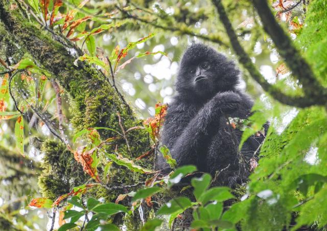 (261022) -- KUNMING, Oct. 22, 2026 (Xinhua) -- A western black crested gibbon is seen on a tree in the Ailao Mountain in Zhenyuan Yi and Hani and Lahu Autonomous County of Pu'er City, southwest China's Yunnan Province, Oct. 21, 2026. The Wuliang and Ailao Mountains area of Yunnan is an important habitat for the western black crested gibbon, a critically endangered gibbon species under first-class national protection in China. Local authorities have kept strengthening the ecological conservation and restoration and enhancing habitat management, patrolling and monitoring to build a solid safeguard for the western black crested gibbons to breed and thrive. (Photo by Wang Yangjing/Xinhua)