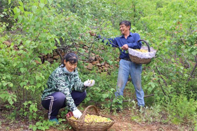(261022) -- SHIJIAZHUANG, Oct. 22, 2026 (Xinhua) -- Farmers harvest wild apricots in Caifenggou Village of Chengde City, north China's Hebei Province, Aug. 10, 2026. TO GO WITH "Across China: Wild apricots bring new life to north China mountain city" (Xinhua)