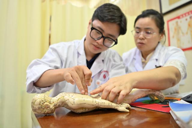 (261022) -- NANNING, Oct. 22, 2026 (Xinhua) -- Vietnamese student Lam Quang Duong (L) practices acupuncture under the guidance of his mentor, Dr. Chen Manghua, at the Second Affiliated Hospital of Guangxi University of Chinese Medicine in Nanning, south China's Guangxi Zhuang Autonomous Region, Oct. 21, 2026.
  Lam enrolled to the university in 2019 and completed his undergraduate studies in traditional Chinese medicine (TCM). Now he is pursuing master degree in acupuncture and tuina.
  Coming from a family of medical professionals, he chose a different path from his family members, most of whom practice Western medicine. His goal was to become the first TCM practitioner in his family. 
  Fluent in Chinese, Lam believes that TCM is not only a medical skill, but also a means of cross-border cultural exchange and heritage preservation. After graduation, he plans to return to Vietnam to practice medicine and continue his clinical and academic work in TCM.
  "I want to contribute to the medical development of China and Vietnam and help promote the exchange and preservation of traditional medicine between two countries," he said. (Xinhua/Lu Boan)