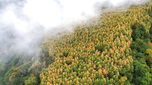 (261023) -- WENXIAN, Oct. 23, 2026 (Xinhua) -- An aerial drone photo taken on Oct. 22, 2026 shows the autumn scenery of Tianchi lake national forest park in Wenxian County, northwest China's Gansu Province. In late autumn, Tianchi lake national forest park is adorned with richly colored foliage. (Xinhua/Chen Bin)