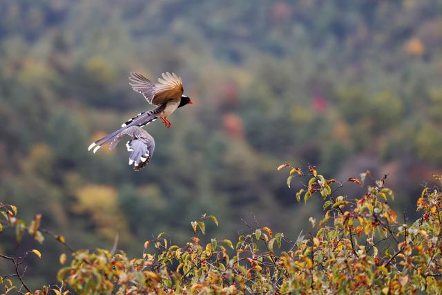 (261023) -- WENXIAN, Oct. 23, 2026 (Xinhua) -- Two red-billed blue magpies are pictured at Tianchi lake national forest park in Wenxian County, northwest China's Gansu Province, Oct. 22, 2026. In late autumn, Tianchi lake national forest park is adorned with richly colored foliage. (Xinhua/Chen Bin)