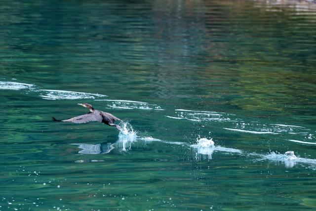 (261023) -- WENXIAN, Oct. 23, 2026 (Xinhua) -- A cormorant takes off from the water at Tianchi lake national forest park in Wenxian County, northwest China's Gansu Province, Oct. 22, 2026. In late autumn, Tianchi lake national forest park is adorned with richly colored foliage. (Xinhua/Chen Bin)