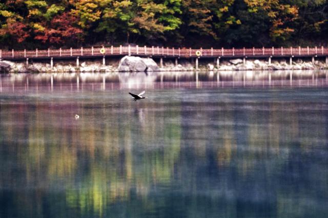 (261023) -- WENXIAN, Oct. 23, 2026 (Xinhua) -- A bird takes off from the water at Tianchi lake national forest park in Wenxian County, northwest China's Gansu Province, Oct. 22, 2026. In late autumn, Tianchi lake national forest park is adorned with richly colored foliage. (Xinhua/Fei Maohua)