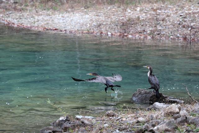 (261023) -- WENXIAN, Oct. 23, 2026 (Xinhua) -- Cormorants are pictured at Tianchi lake national forest park in Wenxian County, northwest China's Gansu Province, Oct. 22, 2026. In late autumn, Tianchi lake national forest park is adorned with richly colored foliage. (Xinhua/Chen Bin)
