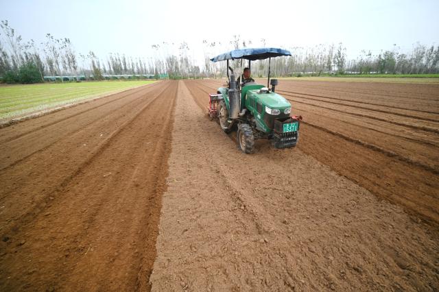 (261023) -- KAIFENG, Oct. 23, 2026 (Xinhua) -- A farmer sows wheat in a field in Kaifeng, central China's Henan Province, Oct. 23, 2026. (Photo by Li Junsheng/Xinhua)