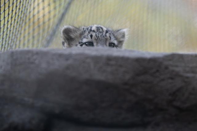 (261023) -- WARSAW, Oct. 23, 2026 (Xinhua) -- A snow leopard cub is pictured at Warsaw Zoo in Warsaw, Poland, on International Day of the Snow Leopard, Oct. 23, 2026. Three snow leopard cubs born at the Warsaw zoo in July made their outdoor debut on this year's International Day of the Snow Leopard. International Day of the Snow Leopard is observed annually on Oct. 23 to raise awareness of the conservation of the endangered species and its mountain habitat. (Photo by Jaap Arriens/Xinhua)