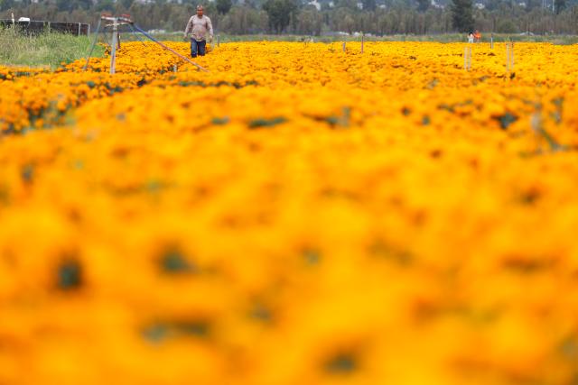 (261023) -- MEXICO CITY, Oct. 23, 2026 (Xinhua) -- Photo taken on Oct. 22, 2026 shows a marigold field in Mexico City, capital of Mexico. Every year on Nov. 1 and 2, Mexicans celebrate the Day of the Dead. In the days leading up to the festival, fields of marigolds are harvested and brought to markets, eventually adorning streets, homes, and cemeteries across the country. (Photo by Francisco Canedo/Xinhua)