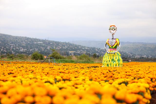 (261023) -- MEXICO CITY, Oct. 23, 2026 (Xinhua) -- Photo taken on Oct. 22, 2026 shows a giant "Catrina" figure in a marigold field in Mexico City, capital of Mexico. Every year on Nov. 1 and 2, Mexicans celebrate the Day of the Dead. In the days leading up to the festival, fields of marigolds are harvested and brought to markets, eventually adorning streets, homes, and cemeteries across the country. (Photo by Francisco Canedo/Xinhua)