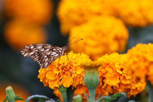 (261023) -- MEXICO CITY, Oct. 23, 2026 (Xinhua) -- A butterfly is pictured on a marigold in Mexico City, capital of Mexico, Oct. 22, 2026. Every year on Nov. 1 and 2, Mexicans celebrate the Day of the Dead. In the days leading up to the festival, fields of marigolds are harvested and brought to markets, eventually adorning streets, homes, and cemeteries across the country. (Photo by Francisco Canedo/Xinhua)