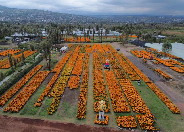 (261023) -- MEXICO CITY, Oct. 23, 2026 (Xinhua) -- This aerial drone photo taken on Oct. 22, 2026 shows a marigold field in Mexico City, capital of Mexico. Every year on Nov. 1 and 2, Mexicans celebrate the Day of the Dead. In the days leading up to the festival, fields of marigolds are harvested and brought to markets, eventually adorning streets, homes, and cemeteries across the country. (Photo by Francisco Canedo/Xinhua)