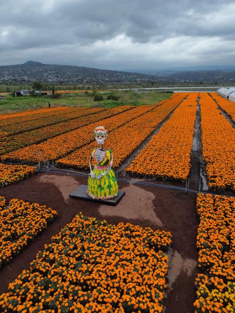 (261023) -- MEXICO CITY, Oct. 23, 2026 (Xinhua) -- This aerial drone photo taken on Oct. 22, 2026 shows a marigold field in Mexico City, capital of Mexico. Every year on Nov. 1 and 2, Mexicans celebrate the Day of the Dead. In the days leading up to the festival, fields of marigolds are harvested and brought to markets, eventually adorning streets, homes, and cemeteries across the country. (Photo by Francisco Canedo/Xinhua)