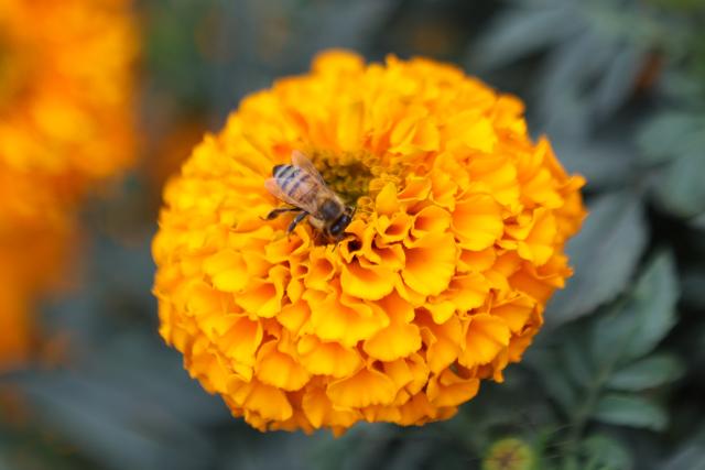 (261023) -- MEXICO CITY, Oct. 23, 2026 (Xinhua) -- A bee is pictured on a marigold in Mexico City, capital of Mexico, Oct. 22, 2026. Every year on Nov. 1 and 2, Mexicans celebrate the Day of the Dead. In the days leading up to the festival, fields of marigolds are harvested and brought to markets, eventually adorning streets, homes, and cemeteries across the country. (Photo by Francisco Canedo/Xinhua)
