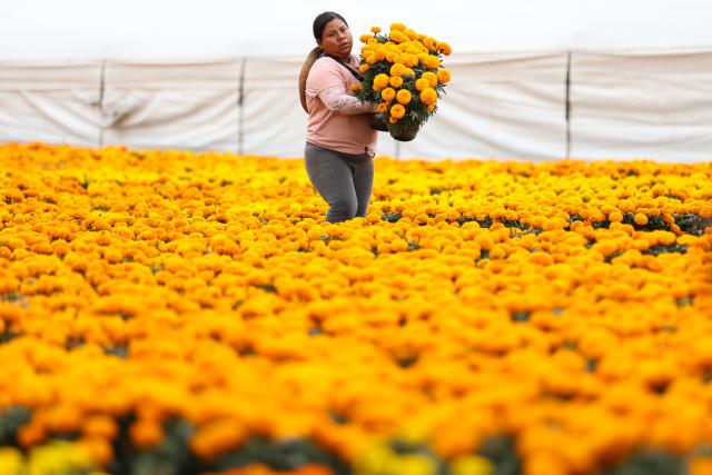 (261023) -- MEXICO CITY, Oct. 23, 2026 (Xinhua) -- A worker carries marigolds in Mexico City, capital of Mexico, Oct. 22, 2026. Every year on Nov. 1 and 2, Mexicans celebrate the Day of the Dead. In the days leading up to the festival, fields of marigolds are harvested and brought to markets, eventually adorning streets, homes, and cemeteries across the country. (Photo by Francisco Canedo/Xinhua)