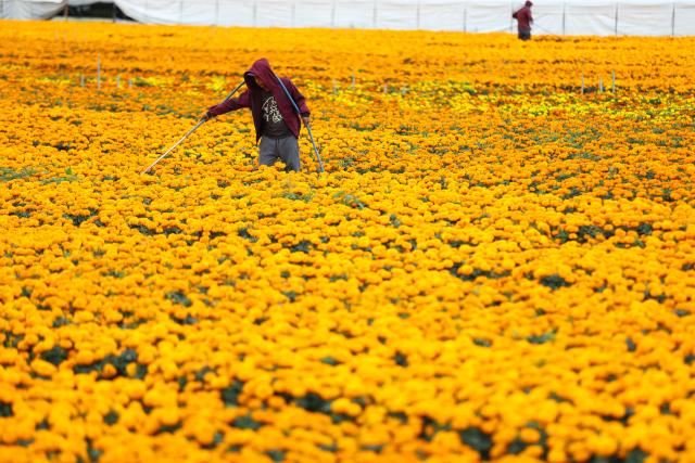 (261023) -- MEXICO CITY, Oct. 23, 2026 (Xinhua) -- A worker waters marigolds in Mexico City, capital of Mexico, Oct. 22, 2026. Every year on Nov. 1 and 2, Mexicans celebrate the Day of the Dead. In the days leading up to the festival, fields of marigolds are harvested and brought to markets, eventually adorning streets, homes, and cemeteries across the country. (Photo by Francisco Canedo/Xinhua)