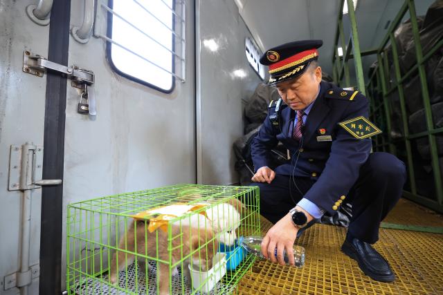 (261024) -- HARBIN, Oct. 24, 2026 (Xinhua) -- The chief conductor of the train Z114/111 takes care of puppies brought by passengers aboard the train on Oct. 22, 2026.
  The train Z114/111, running between Harbin in northeast China's Heilongjiang Province and Haikou in south China's Hainan Province, has witnessed a surge of passengers before winter arrives in Heilongjiang.
  The train service, which takes about 48 hours to finish the 4,300-km-long journey, is popular among elderly travelers from northeast China heading south to escape the bitter winter cold. (Photo by Xu Shuai/Xinhua)