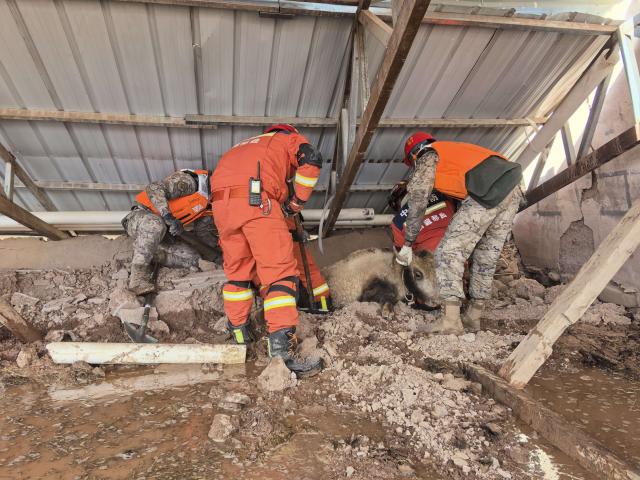 (261024) -- NAGQU, Oct. 24, 2026 (Xinhua) -- Members of the People's Armed Police Force Xizang Corps and firefighters transfer a trapped yak at a quake-hit village in Maru Township of Baqen County, Nagqu City, southwest China's Xizang Autonomous Region, Oct. 23, 2026.
  Sixteen people have been killed and 76 others are injured following a 7.0-magnitude earthquake that struck Baqen County of the city of Nagqu in southwest China's Xizang Autonomous Region at 10:33 p.m. on Thursday, local authorities said. (Photo by Wang Xingquan/Xinhua)