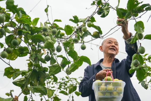 (261024) -- BEIJING, Oct. 24, 2026 (Xinhua) -- A farmer harvests passion fruits at a planting base in Tianfu New Area, southwest China's Sichuan Province, Oct. 23, 2026. (Photo by Weng Guangjian/Xinhua)