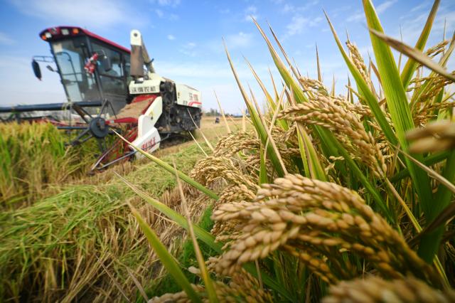 (261024) -- BEIJING, Oct. 24, 2026 (Xinhua) -- A harvester works at a paddy field in Kaifeng, central China's Henan Province, Oct. 22, 2026. (Photo by Li Junsheng/Xinhua)