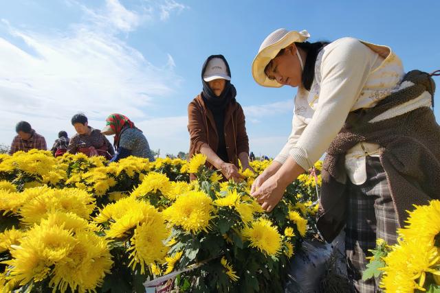 (261024) -- BEIJING, Oct. 24, 2026 (Xinhua) -- People harvest chrysanthemums at a planting base in Guanyun County of Lianyungang City, east China's Jiangsu Province, Oct. 23, 2026. (Photo by Wu Zhengxiang/Xinhua)