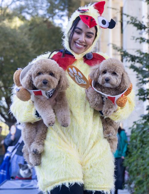 (261025) -- TORONTO, Oct. 25, 2026 (Xinhua) -- Two dogs and their owner take part in "Howl'oween at the Bentway," a dog-and-owner costume contest, in Toronto, Canada, on Oct. 24, 2026. The annual event was held here on Saturday, bringing Halloween fun for dogs and their owners. (Photo by Zou Zheng/Xinhua)