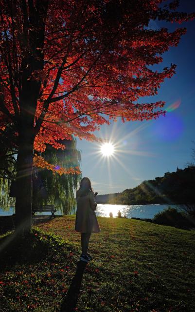 (261025) -- TORONTO, Oct. 25, 2026 (Xinhua) -- A woman waits for the sunset under a red maple tree at a park in Ontario, Canada, Oct. 23, 2026. Autumn is in full swing across the Greater Toronto Area in Ontario, Canada. (Photo by Yang Shu/Xinhua)